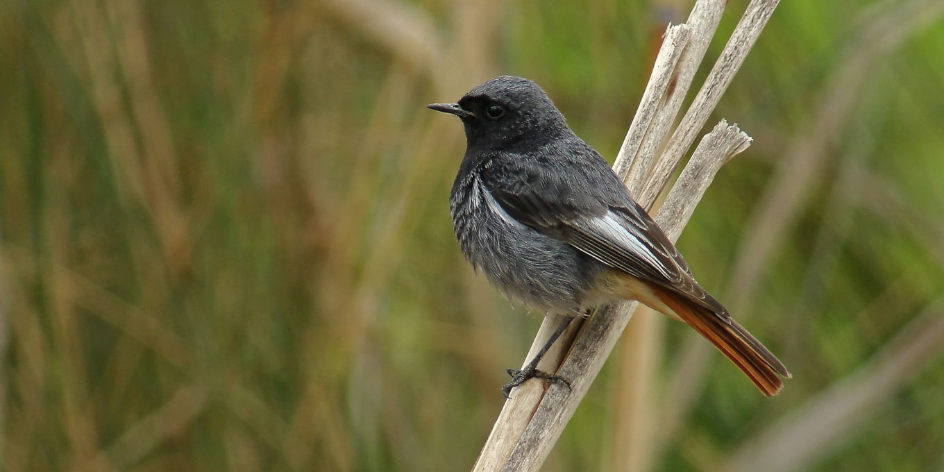 Rougequeue noir (Phoenicurus ochruros)